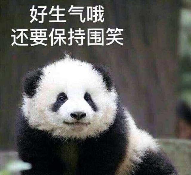 熊猫吃瓜 表情包,萌态可掬，笑点满满