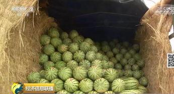 大黄陂吃瓜群众,揭秘民间舆论场的热点与焦点