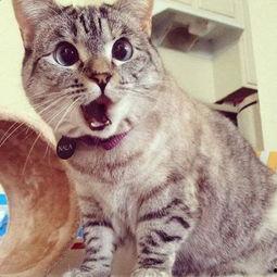 禾木网红猫,萌动禾木，网络红人背后的故事