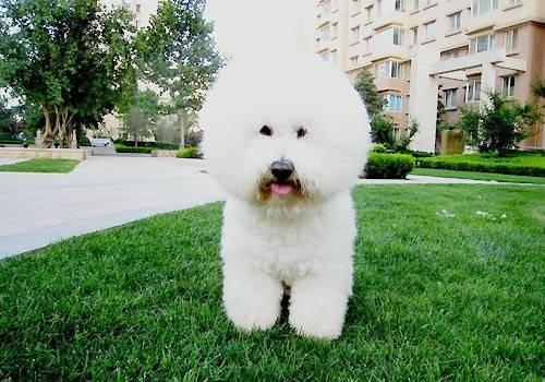 米奇耳比熊明星,萌宠跨界合作，演绎欢乐无限