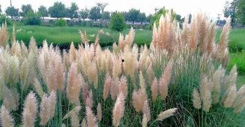 汉江哪里有网红芦苇卖,哪里购买最地道？