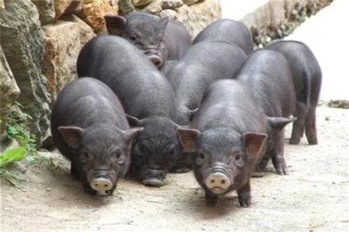 吃瓜香猪的视频