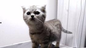 吃瓜的黑喵,揭秘娱乐圈幕后风云