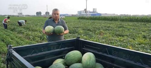 乐清新闻吃瓜视频,揭秘幕后真相，带你走进事件核心